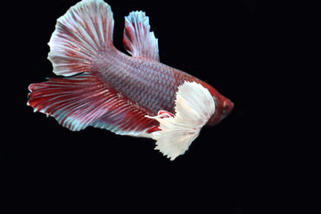 Red fighting fish