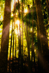 Obraz premium Deep in the Rain Forest