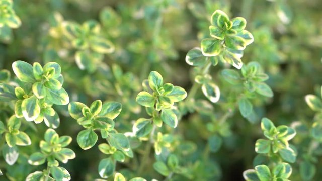 Set of Thymus Citriodorus. Slider moving image.