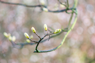 Day view close up new buds on the branch