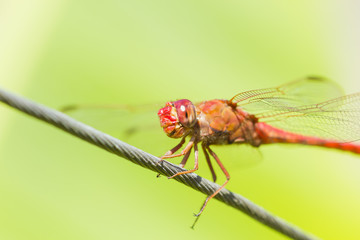 Dragonfly