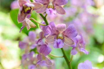 violet orchid flowers with natural background in the garden