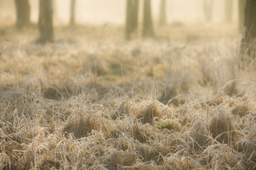 Hoarfrost on the grass at dawn in the forest