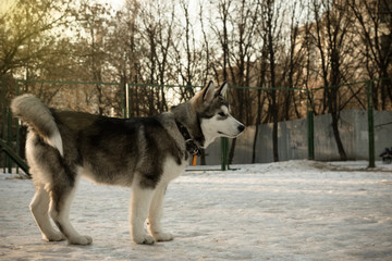 Puppy of alaskan malamute on a training ground in winter. Toned