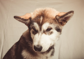 Puppy of alaskan malamute in a studio. Toned