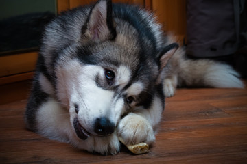 Fototapeta na wymiar Young alaskan malamute eats bone on a floor. Selective focus. Toned