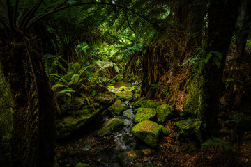 A Walk through a Fern Glade