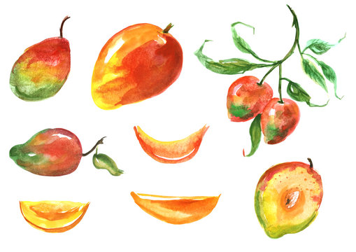 Mango watercolor set. Tropical fruit, slice, half, branch, bone
mango fruit isolated on white background