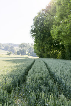 Tracks going through a green field of grain in Limburg, The Netherlands.