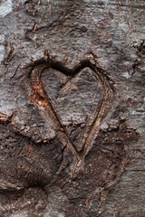 heart carved in tree