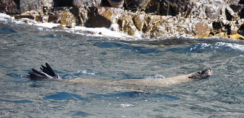  fur seals on the Tasmanian coast.