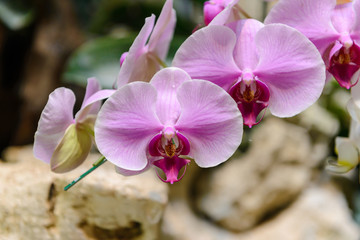 violet orchid flowers with natural background in the garden