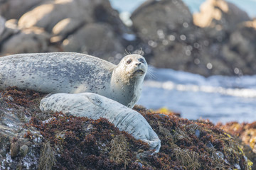 Spotted Adult Male Harbor Seal (Phoca vitulina) Watching over his sleeping baby. Point Lobos State Natural Reserve, Monterey Coast, California, USA.