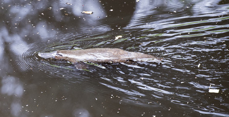 Obraz premium Platypus swimming in Tasmania,Australia.