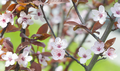 Fototapeta na wymiar Beautiful flowers on a tree branch. Spring Background. Blossom tree