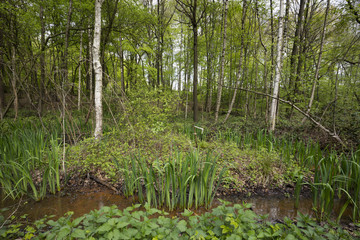 Laubwald im Frühling, Naturschutzgebiet Beversee, Bergkamen, Nordrhein-Westfalen, Deutschland, Europa