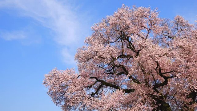 Cherry blossoms and blue sky 3