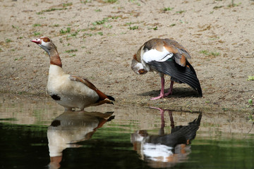 Nilgänse am See © Heike