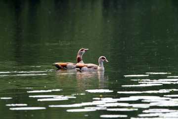 Nilgänse