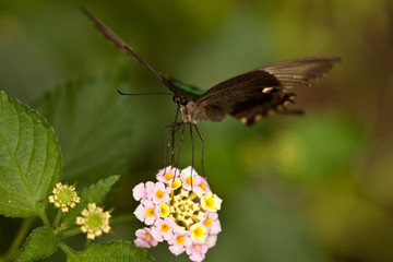 Neon-Schwalbenschwanz (Papilio palinurus)