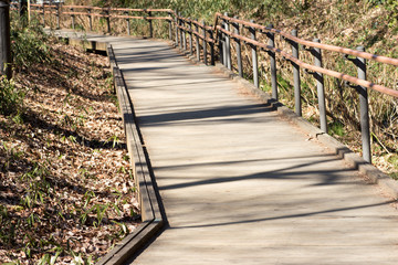 Hiking path in forest