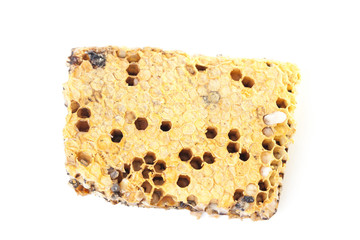 honeycomb on isolate or white background