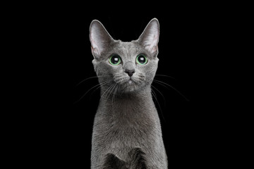 Portrait of Russian blue Cat on Isolated Black Background