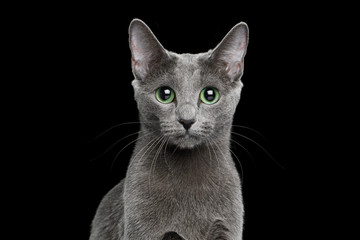 Portrait of Russian blue Cat on Isolated Black Background