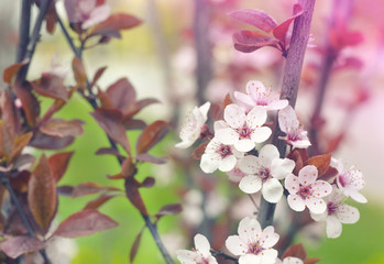 Beautiful flowers on a tree branch. Spring Background. Blossom tree