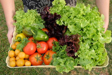 Organic vegetables in basket