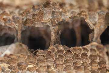 old Wasp nest .The nest of a family of wasps which is taken a close-up.