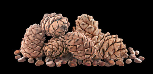 Cedar cones with nuts. Isolated.
