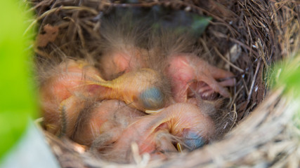 amsel Chicks - tiny newborn Amsel birds Chicks in the nest -  close up