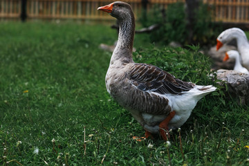 Geese and sheep on a farm