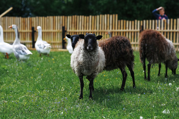 Fototapeta premium Geese and sheep on a farm