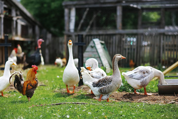 Geese and sheep on a farm