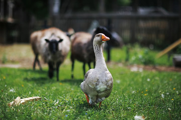 Geese and sheep on a farm