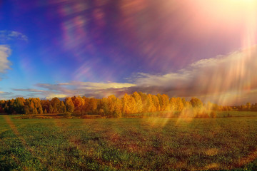 Obraz premium Autumn forest with multicolored foliage