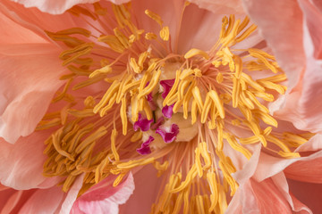 Smooth peony flower in bloom macro