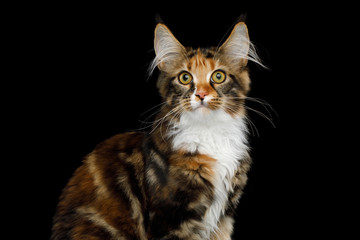 Portrait of Young Maine Coon Cat Sitting and Curious Looking in Camera Isolated on Black Background, Front view