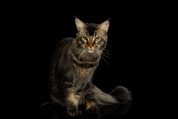 Fototapeta na wymiar Big Maine Coon Cat Angry Looking in Camera Isolated on Black Background, Front view