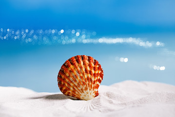 tropical seashell sea shell with ocean , beach and seascape