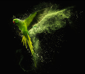 Fototapeta premium Latająca papuga Aleksandryjska papuga z kolorowymi chmurami proszku. Na czarnym tle