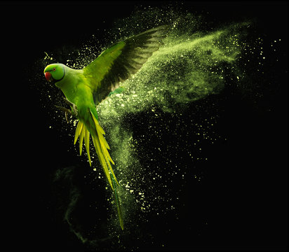 Flying parrot Alexandrine parakeet with colored powder clouds. On black background