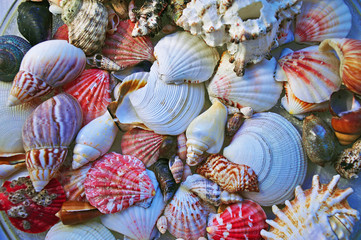 Background of different sea shells