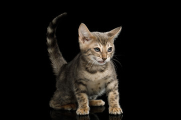 Fototapeta na wymiar Bengal Kitten on isolated Black Background with reflection, Side view
