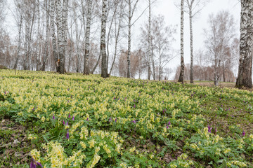 Crocuses were dismissed. First spring flowers. Glade of snowdrops.