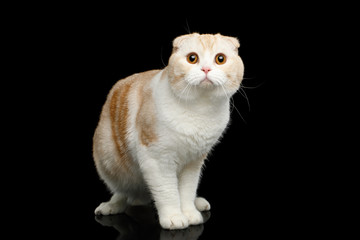 Obraz premium White Scottish fold breed Cat with Curious face Standing on isolated black background