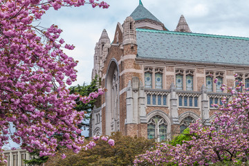 Cherry blossom trees at University of Washington