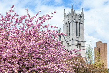 Cherry blossom tree at University of Washington © Leslie C Saber